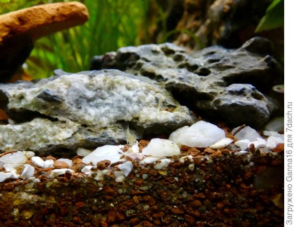 Малёк гуппи - мастер маскировки