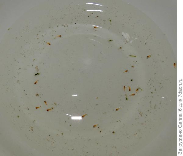 Эти оранжевые сперматозоиды - приплод пецилий