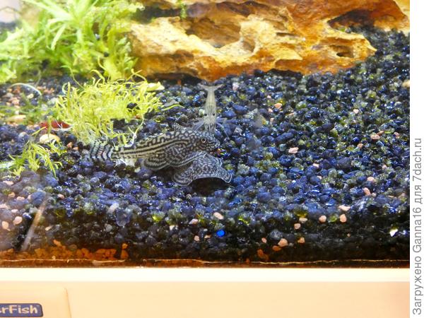 Третий - лишний. Даже если ты - креветка