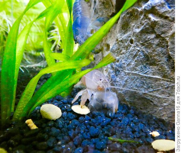 Фильтраторы