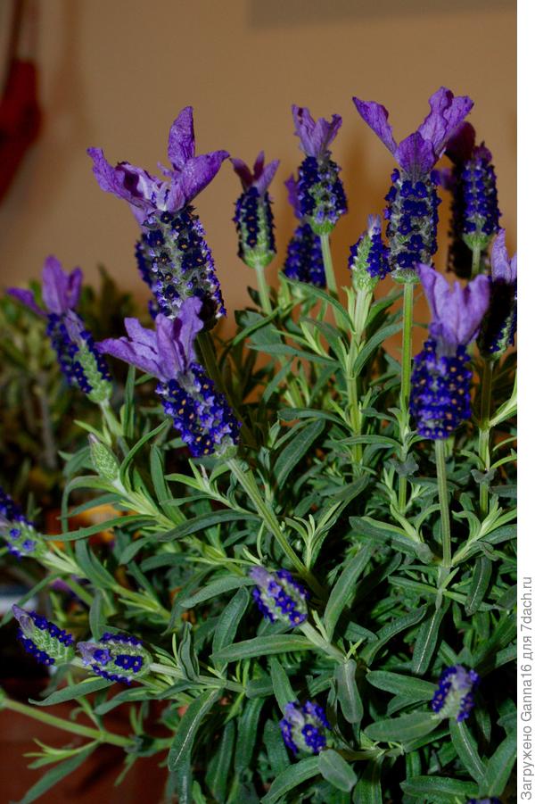 Она была такой .....