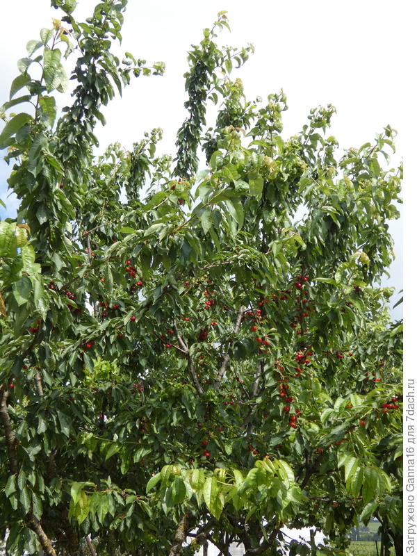 Наша, самая поздняя и наименее пострадавшая