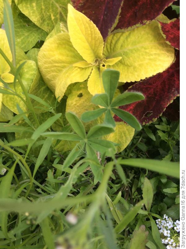 А они тут есть !