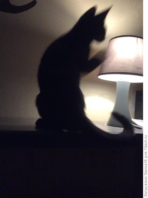 «Кото-тень»