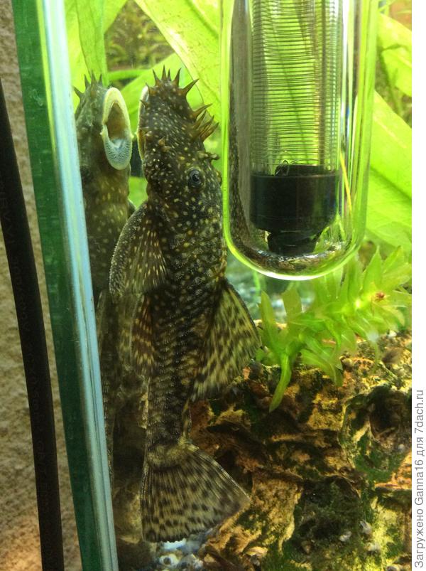 ТовариСЧ Симы подрос, обзавёлся усами и рогами