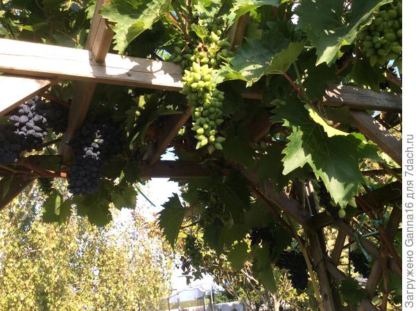 Виноград