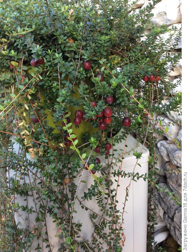 Только клюква вовремя поспела...