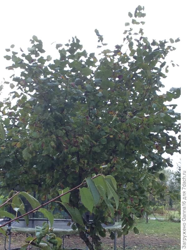 А кустик-то, не большой совсем.