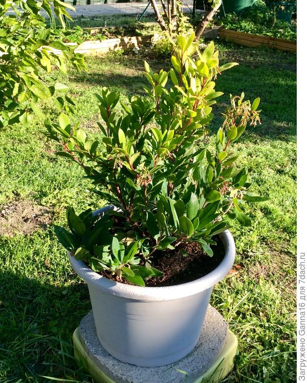 Пока малыш, весной переедет в тару побольше.