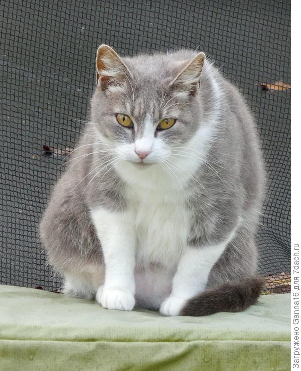 Суровая «хранцузская» кошка