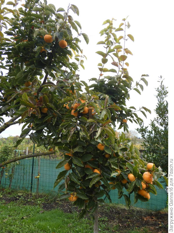 Ожидаемый урожай