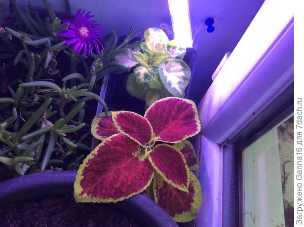 Черенки укоренились уже