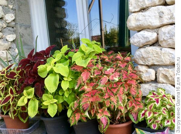 А были красавцы....