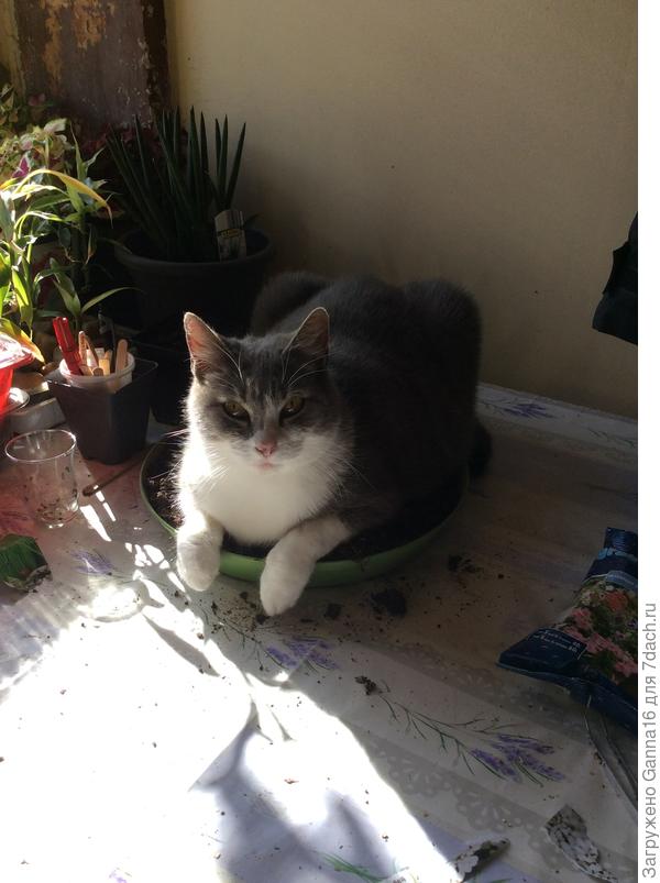 Не то ты сажаешь. Цветочек - это Я!