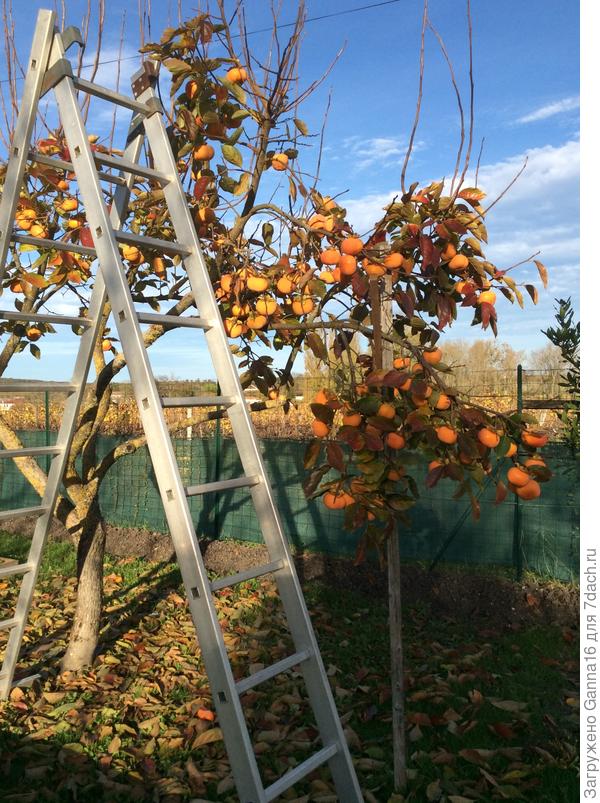 Залазь на лесенку и угощайся!