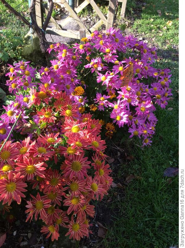 .... букетик....