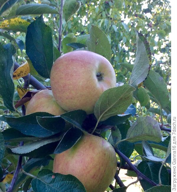 ..... витаминку....