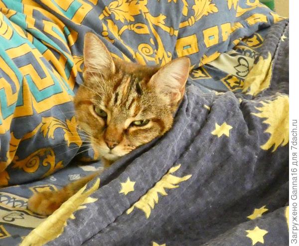 А кто и просто дрыхнет и не любит когда его будят....