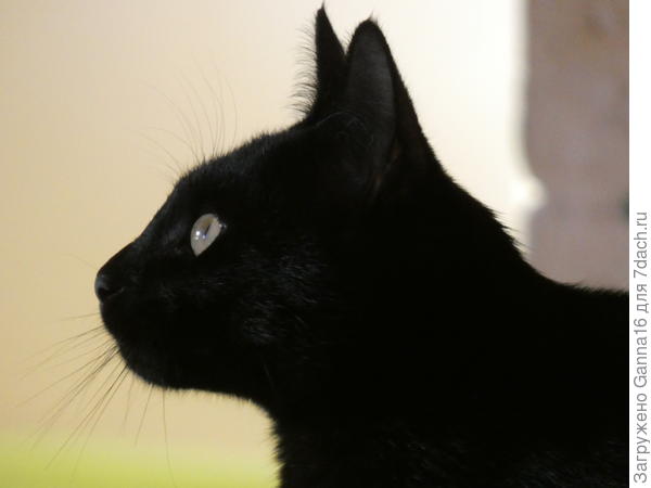 .. или охотится.... Взгляд на потенциальную добычу.