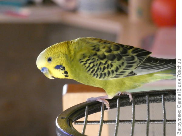 Сама добыча наблюдает за « охотником»