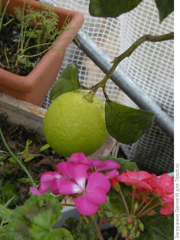 А его хозяйке бергамотик к чаю и клюковки