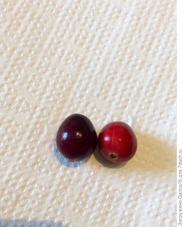 Правая ягода с более насыщенным вкусом, кислинка более выражена.