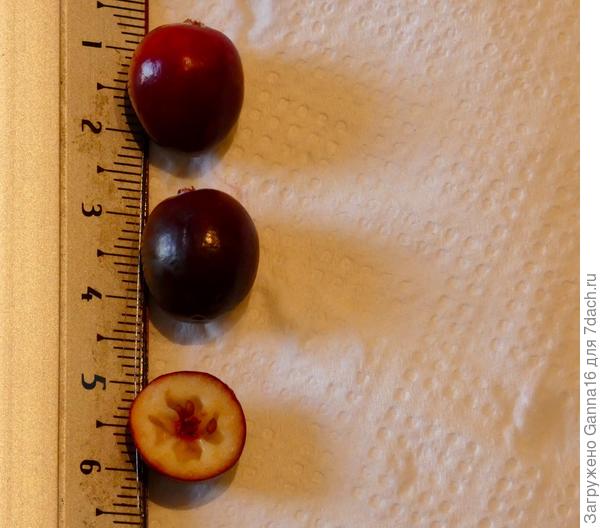 Прошу прощения за линейку, рабочая она, садовая ....