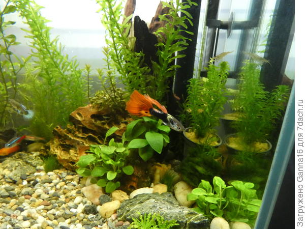 Чем не « золотая рыбка»?