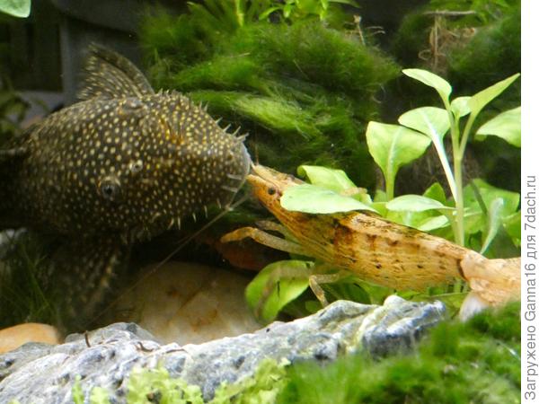 Дружеский поцелуй