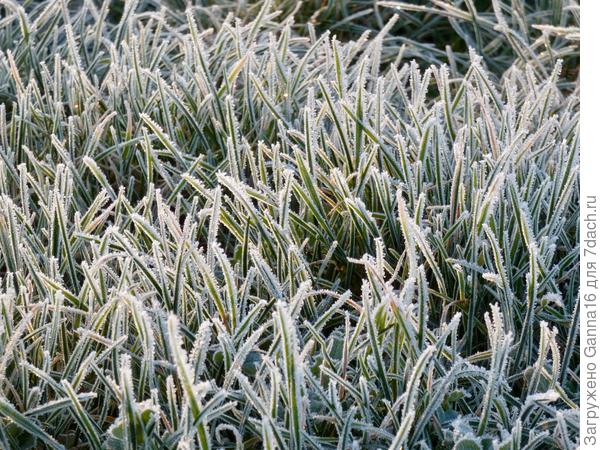 Это, наверное, только южанам приходит в голову фотографировать изморозь на траве...