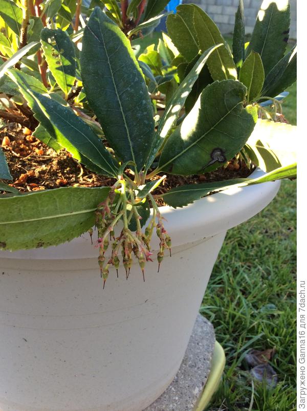 Внизу- завязались ягоды