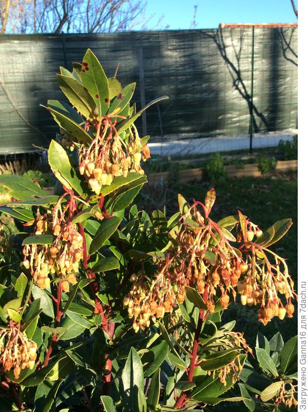 Верхушка ещё цветёт