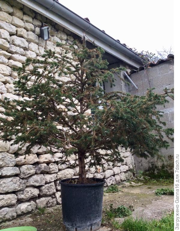 Родилась может и в лесу, но живет с нами