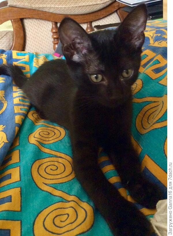 Тёма, взятый из подвала ресторана