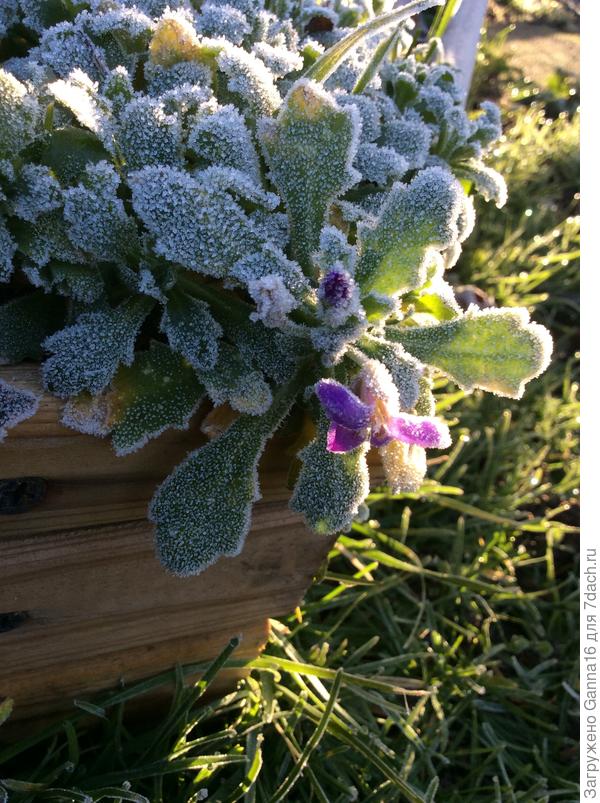 Нам заморозки не страшны!