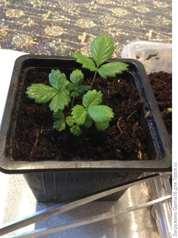 Из первой партии уже такие. Посев - первые числа декабря