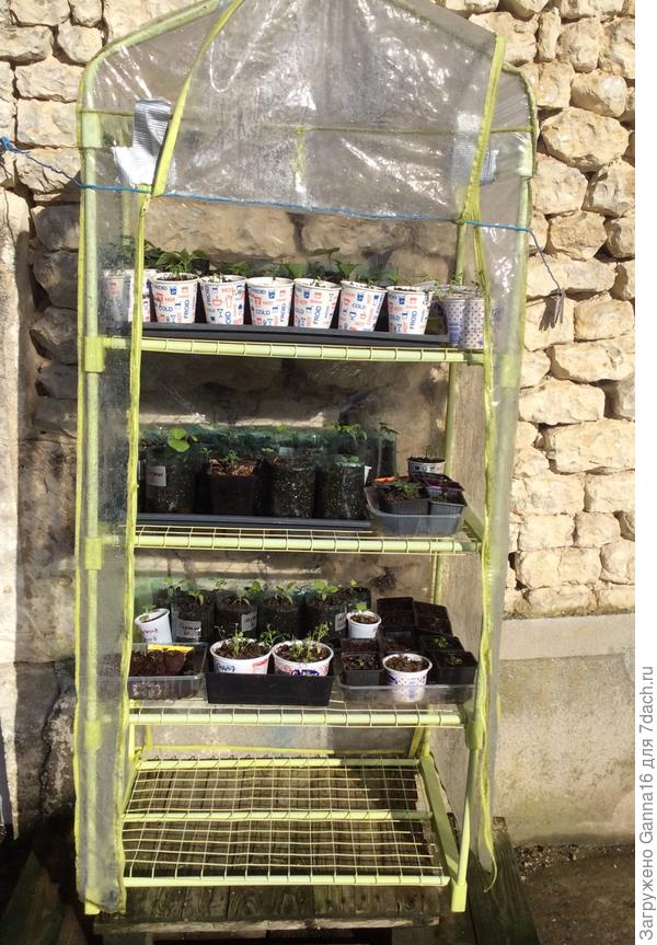 Ранняя рассада « гуляет»