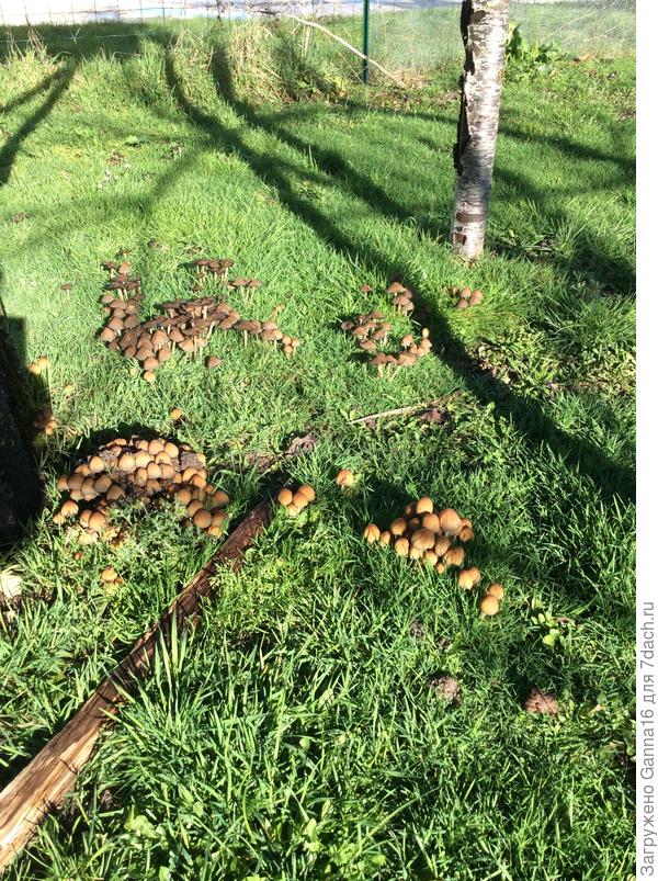 Грибная полянка