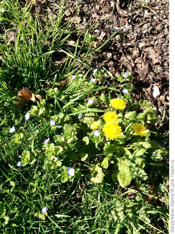 Даже одуванчики выползли погреться
