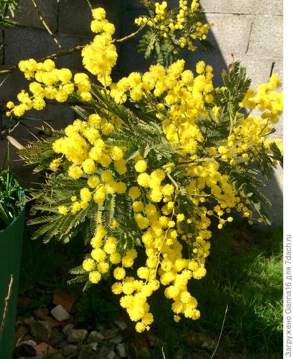 Мимоза ( акация) уже в полном цвету