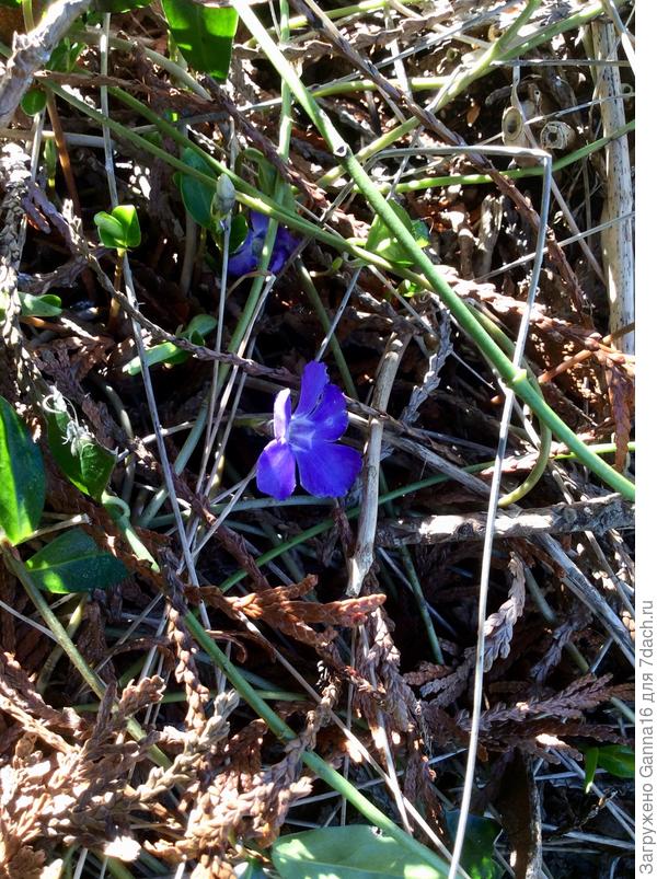 Барвинок проснулся