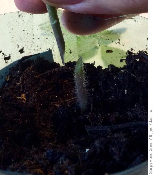 Под клипсой это выглядит вот так. Самое сложное - это подобрать стебли одинаковой толщины.