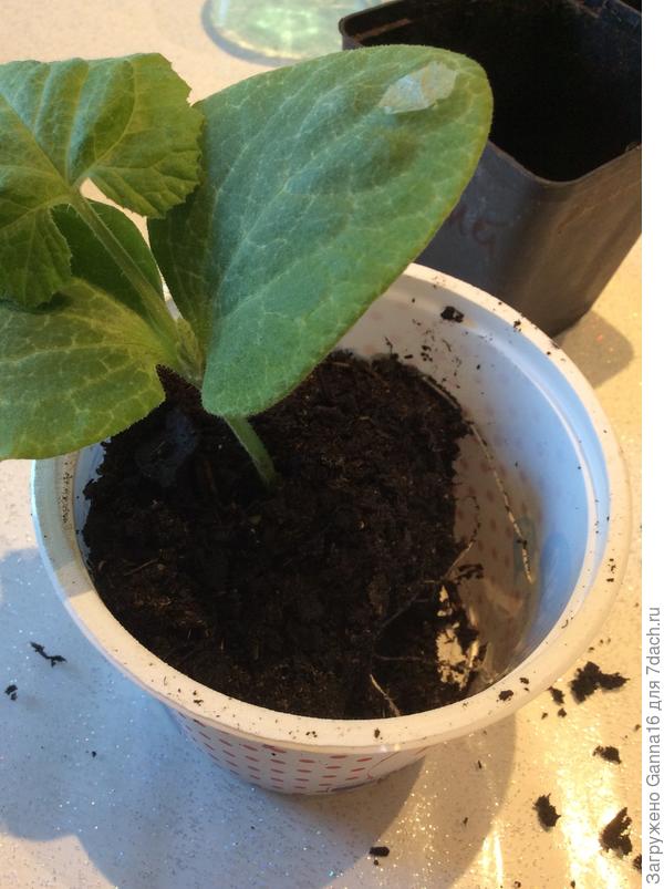 Новый горшок, осталось место для дыни