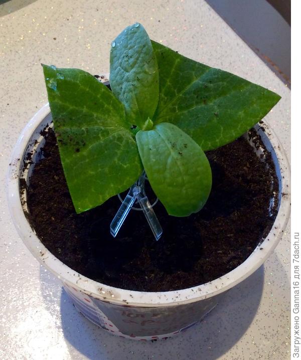 Клипса фиксирует прививку, привой устроен с максимальными удобствами.