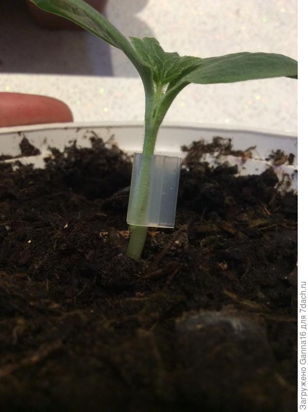 Копулировка. Срезала наискосок подвой под семядолями и приложила к так же обрезанному привою. Фиксировала клипсой.