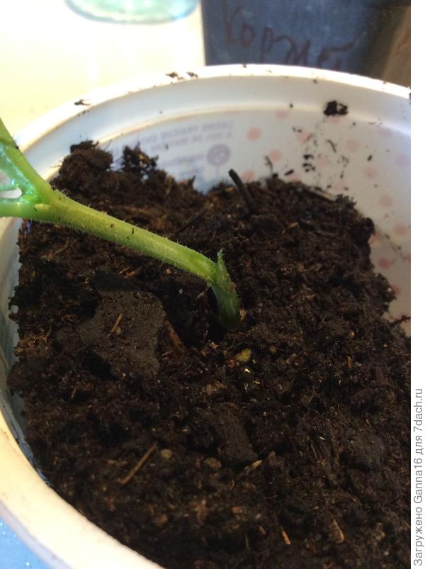 Подвой готов