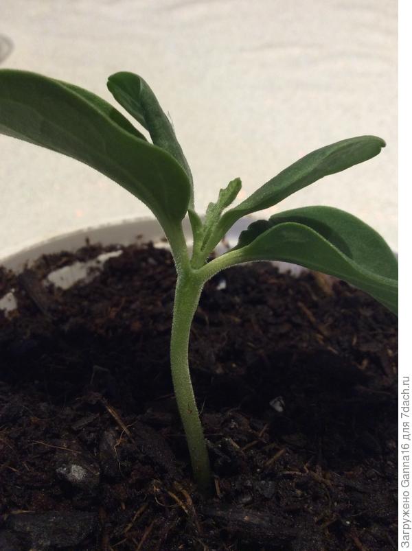 В точку роста