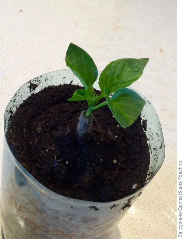 Перец как сидел так и сидит. Дал один мини листик.