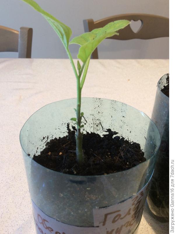 Баклажан дал два листа и начал растить пасынки