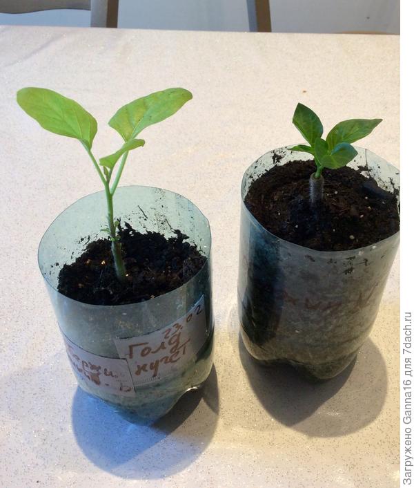 Прививка от 23 февраля. Были одного размера.